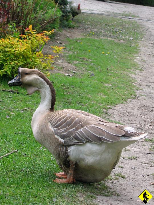 foto 061.jpg - My przepychamy się dalej. Za wąwozem półrzeczki w okolicy Mnikowa/ Baczyna tuptają wielkokuprowe zmutantowane nieloty :)